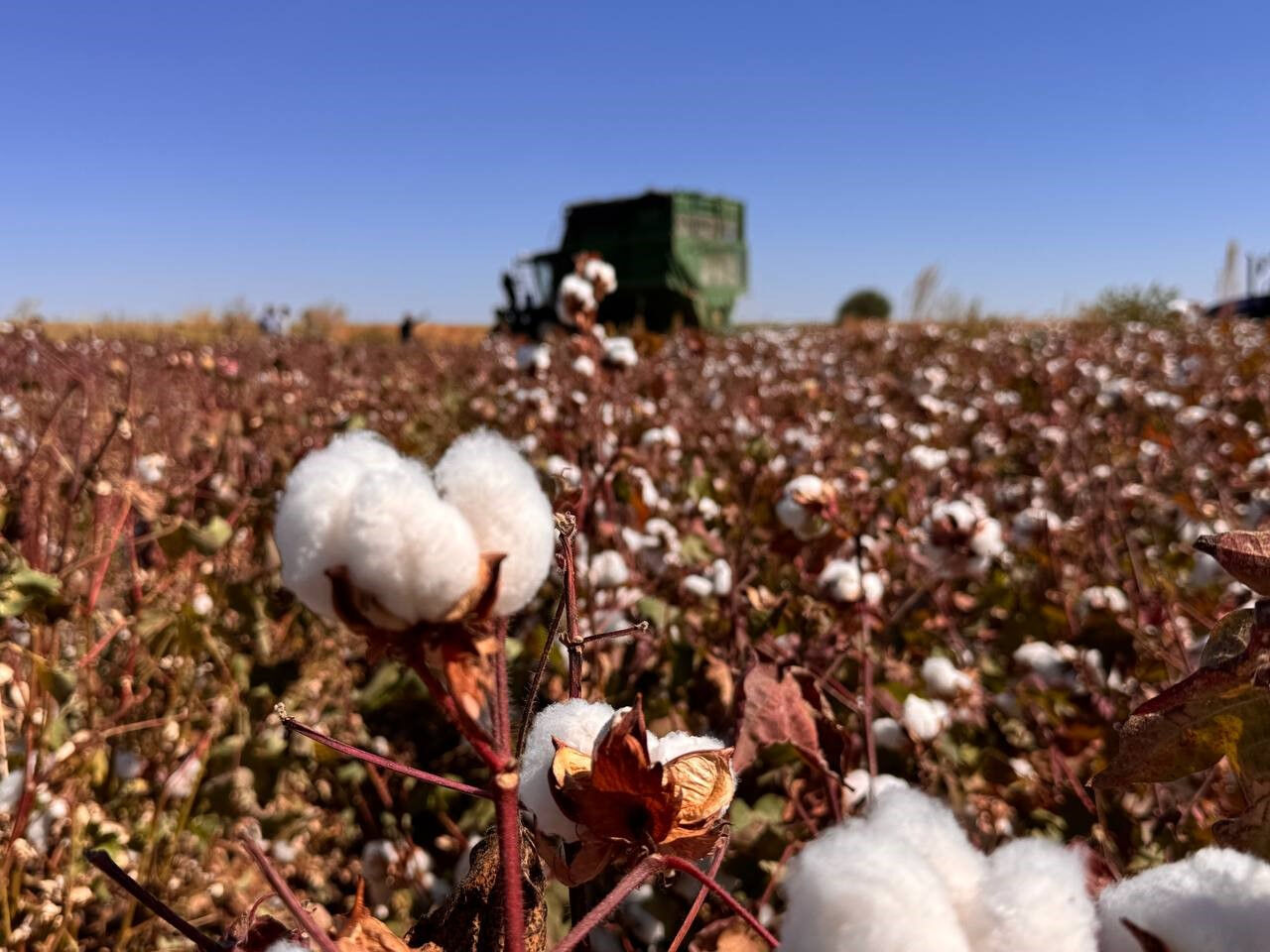 Fiyatını dolar kuru belirliyor! 'Beyaz altın'da hasat başladı - 2. Resim