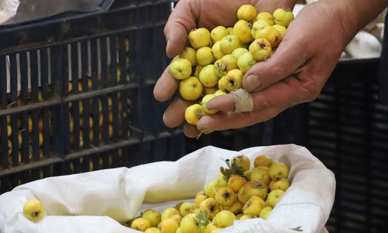 Kimine şifa, kimine geçim kaynağı: Prostat ve tansiyona iyi geliyor - 3. Resim