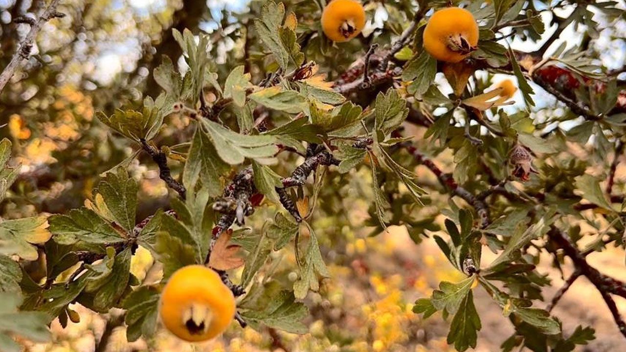 Yaşam