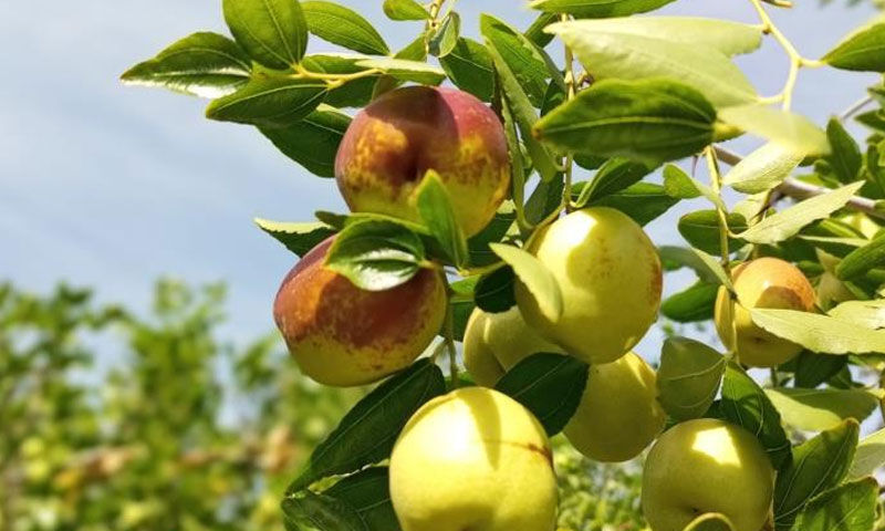 Tek çekirdekli şifa: Ona ‘hayat meyvesi’ diyorlar, her şeye faydalı - 3. Resim