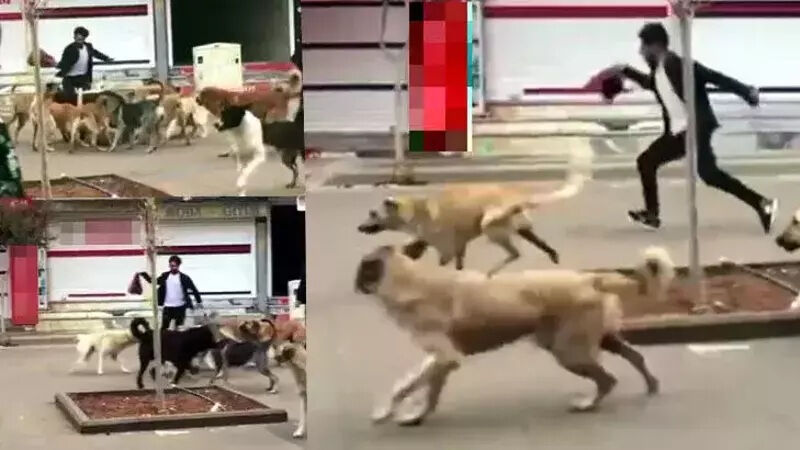 Türkiye’nin ayıbı! Yılda 500 bin kişi kuduz aşısı oluyor - 2. Resim