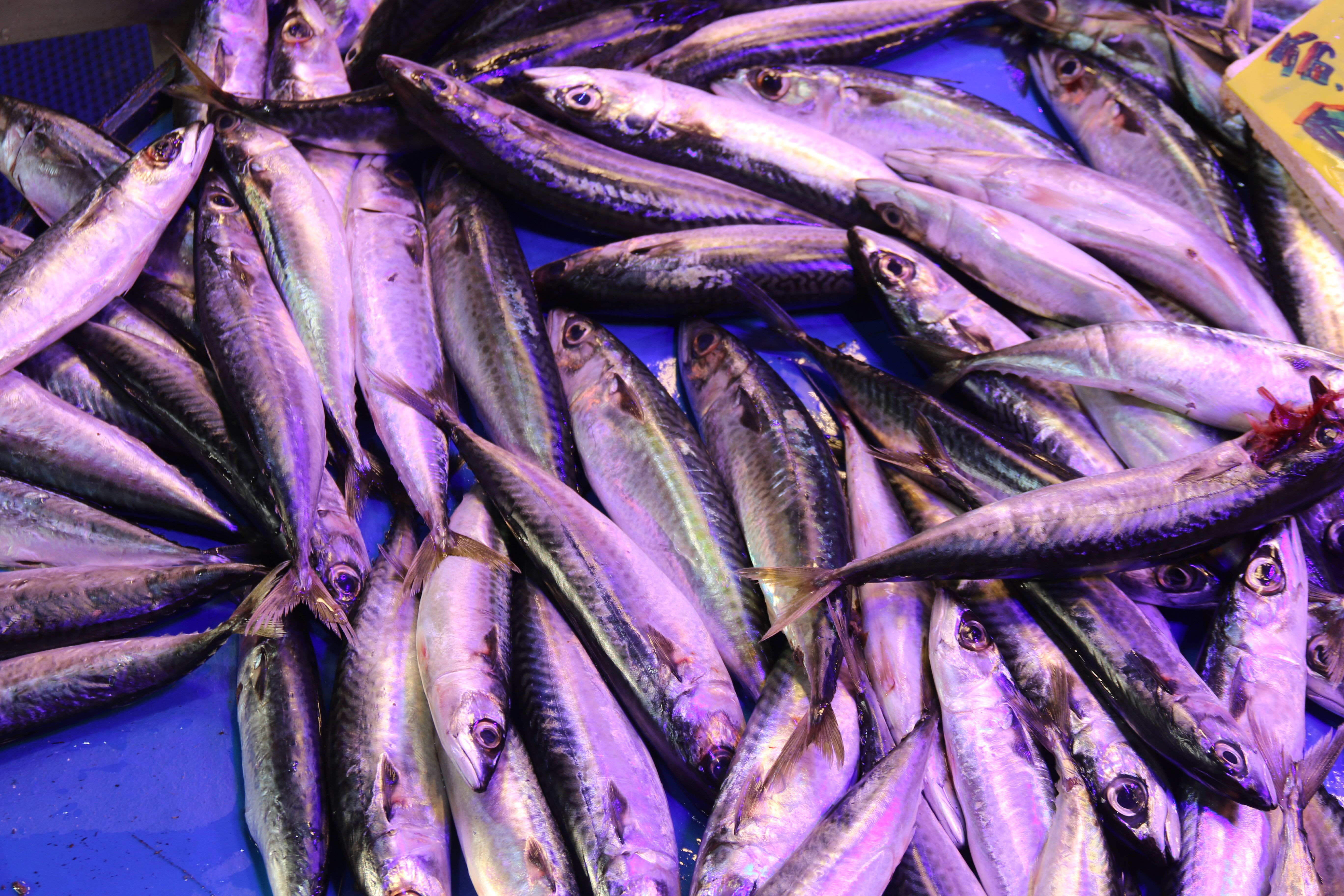 Bozuk balık 'çolak' bıraktı: Çuprayla adam dövdüler! - 2. Resim