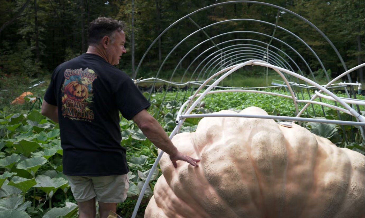 Dev balkabağı görenleri şaşkına çevirdi! Ortalama bir otomobil ebatında - 3. Resim