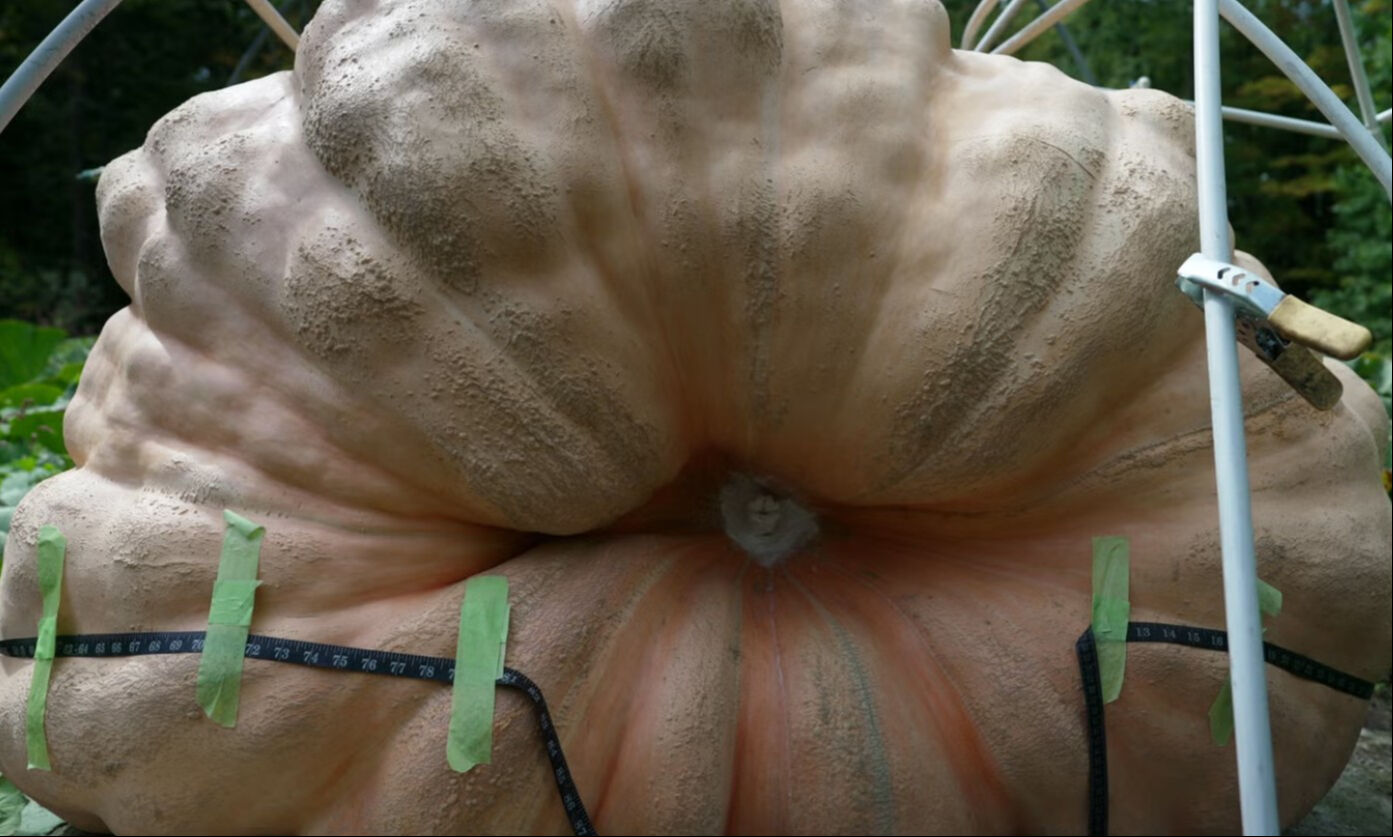 Dev balkabağı görenleri şaşkına çevirdi! Ortalama bir otomobil ebatında - 2. Resim