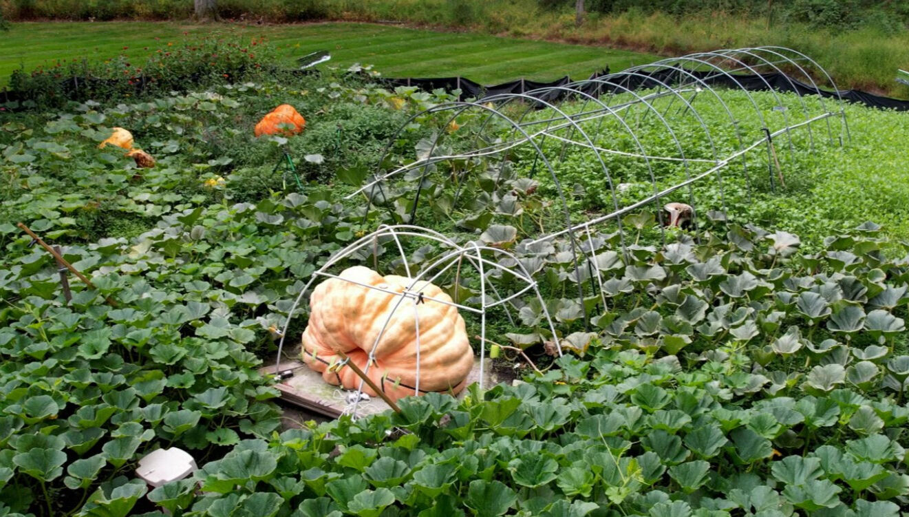 Dev balkabağı görenleri şaşkına çevirdi! Ortalama bir otomobil ebatında - 1. Resim