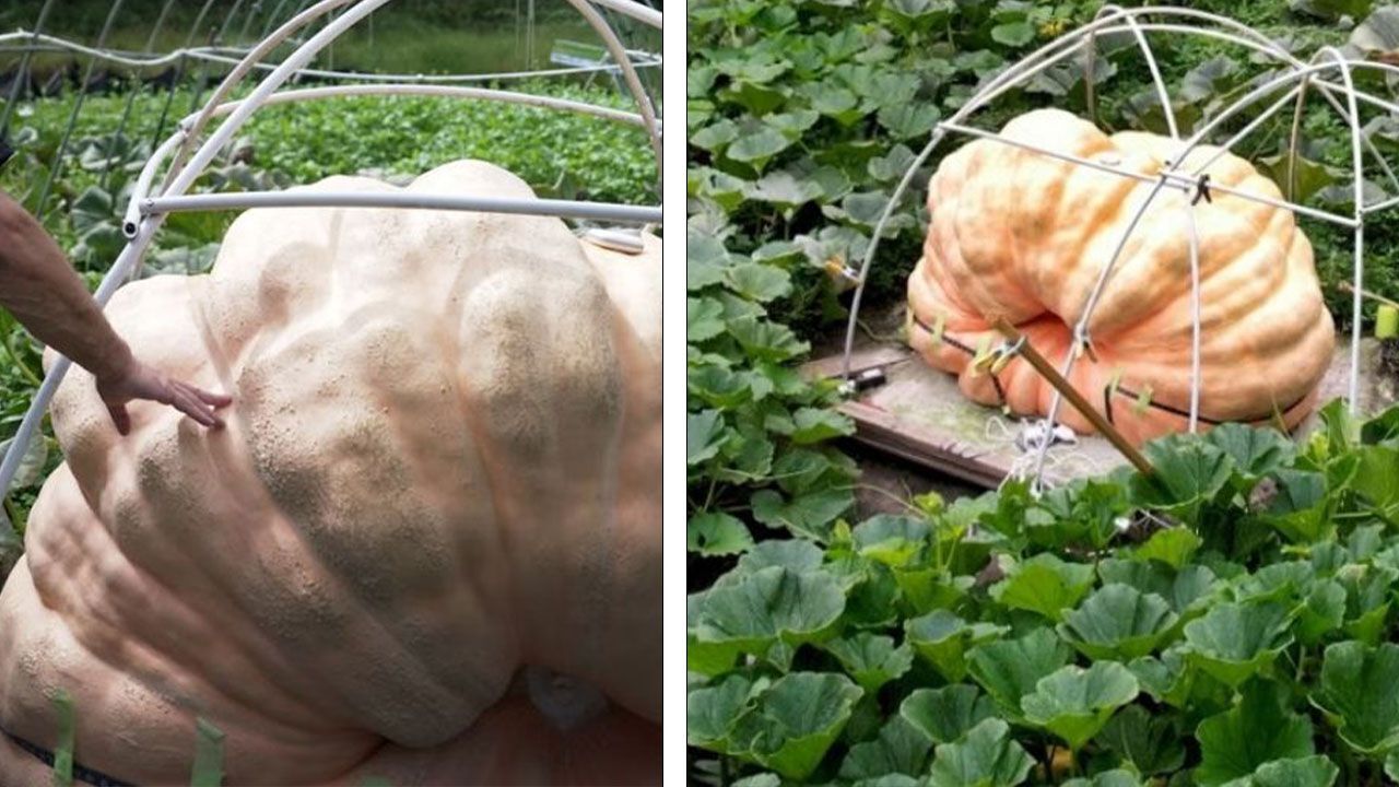 Devasa balkabağı görenleri şaşkına çevirdi! Ortalama bir otomobil ağırlığında Devasa balkabağı görenleri şaşkına çevirdi! Ortalama bir otomobil ağırlığında