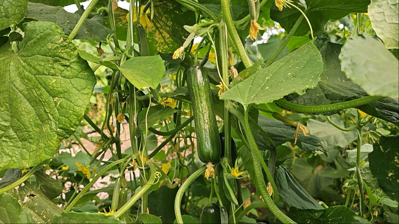 İlçesindeki eksiği gördü, harekete geçti! Şimdi günde 4 ton üretip 20 kişiye istihdam sağlıyor - 1. Resim