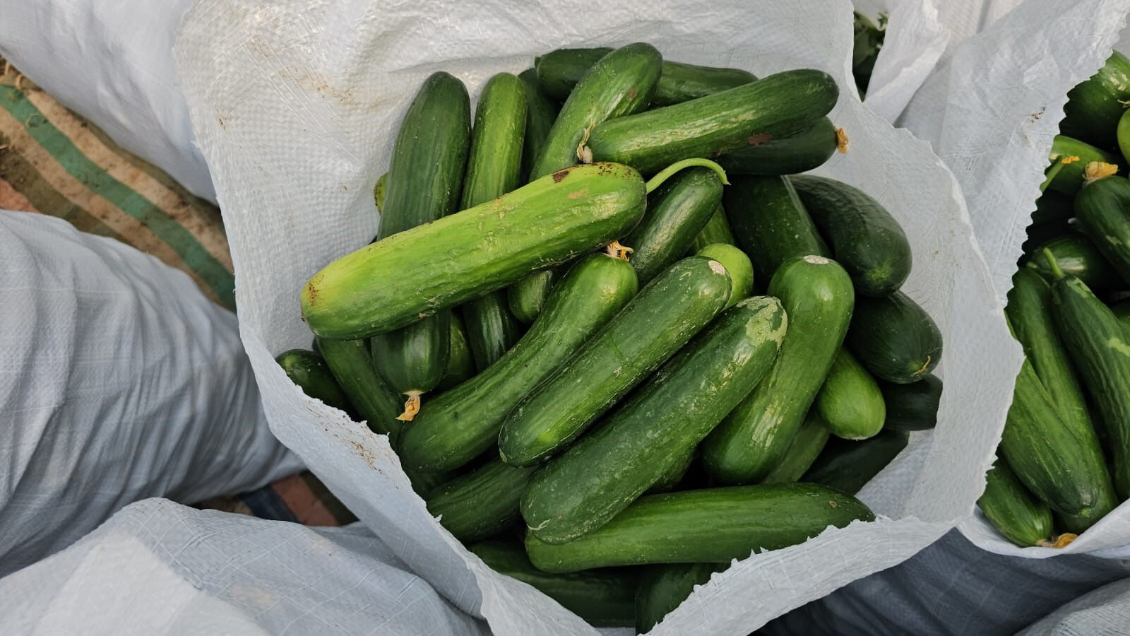 İlçesindeki eksiği gördü, harekete geçti! Şimdi günde 4 ton üretip 20 kişiye istihdam sağlıyor - 2. Resim