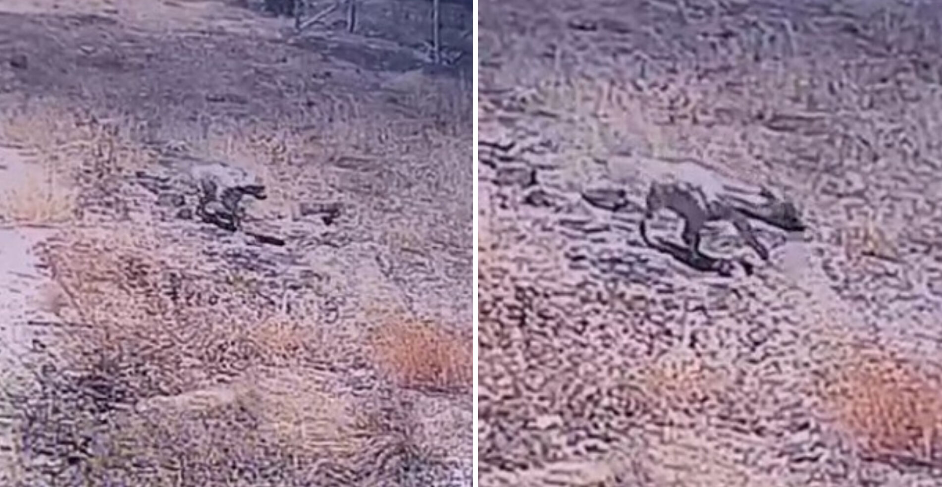 Şanlıurfa'da görüldü, nesli tükenme altında! Güvenlik kamerasına takıldı - 1. Resim