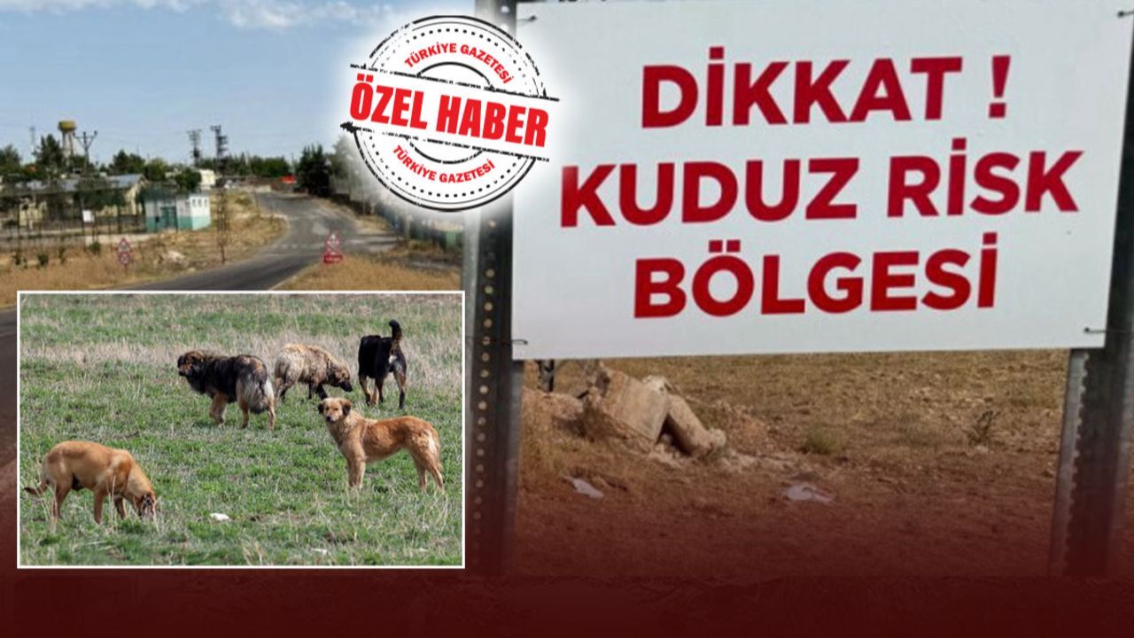 La Kuduz in Turchia: un Problema di Salute Pubblica che Richiede Azione Immediata