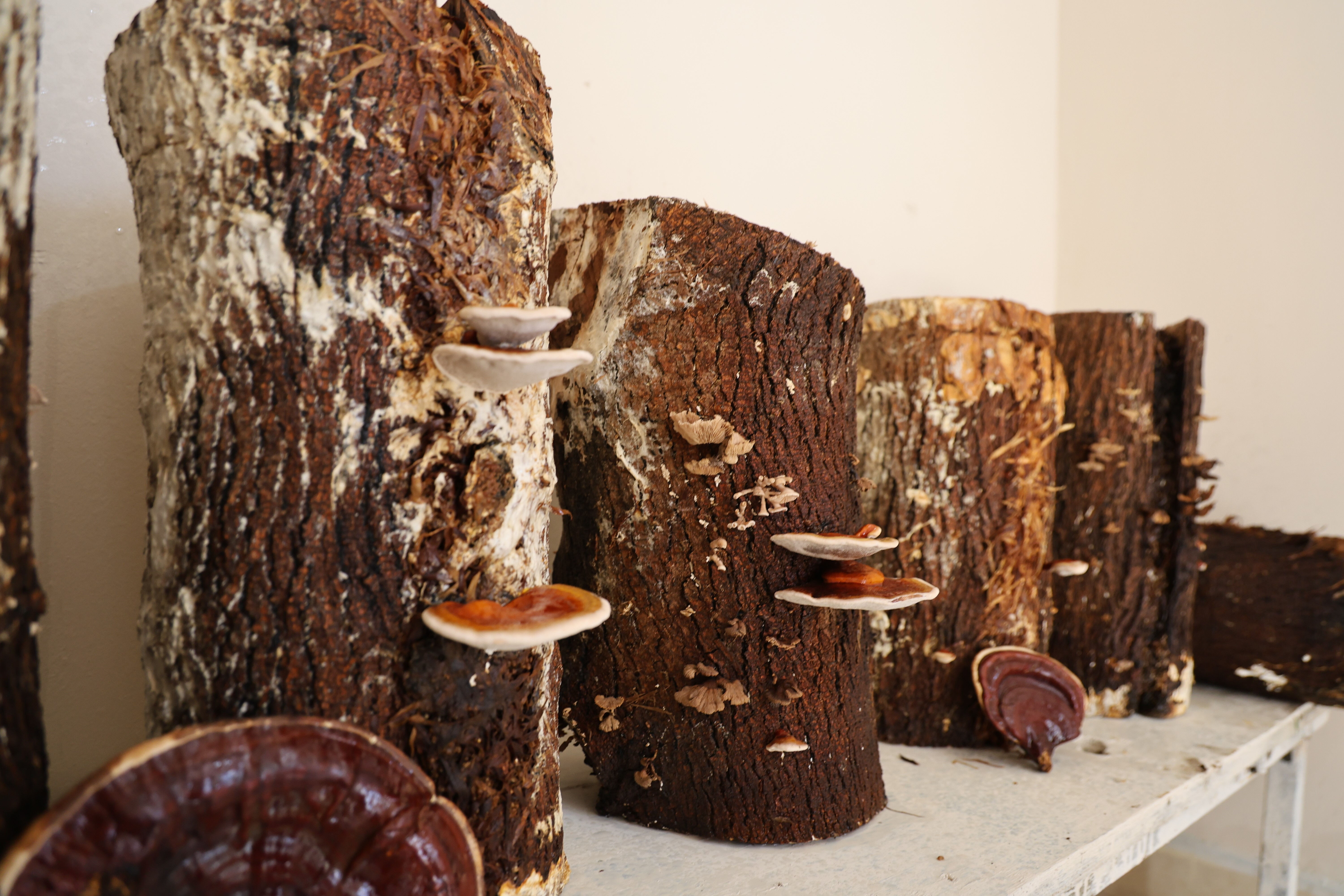 Adana cezaevinde mahkumlar üretti! Kanserle mücadelede kullanılıyor, kilosu 15 bin TL - 1. Resim