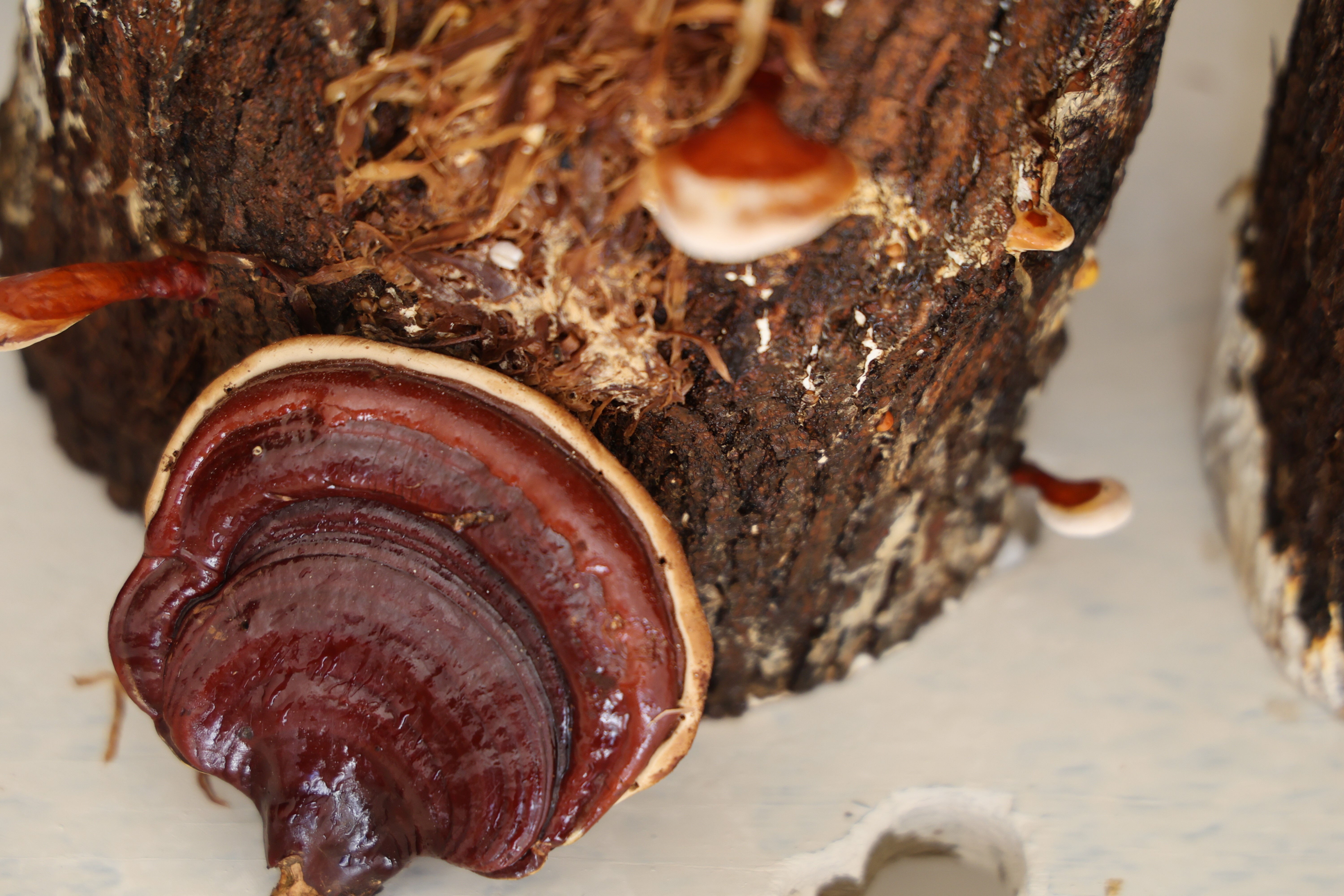 Adana cezaevinde mahkumlar üretti! Kanserle mücadelede kullanılıyor, kilosu 15 bin TL - 3. Resim