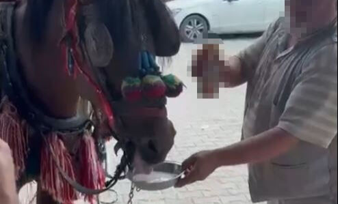 Bu nasıl eğlence! Fayton çeken ata zorla alkol içirdiler - 2. Resim