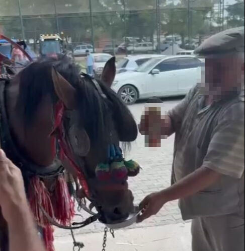 Bu nasıl eğlence! Fayton çeken ata zorla alkol içirdiler - 1. Resim