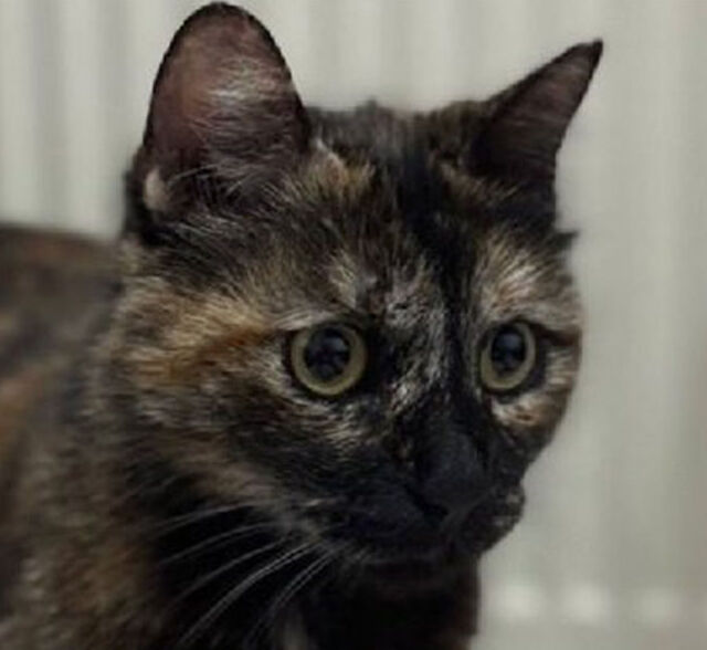 Cezve'yi işkence ederek öldürmüştü! O caninin cezası belli oldu - 1. Resim