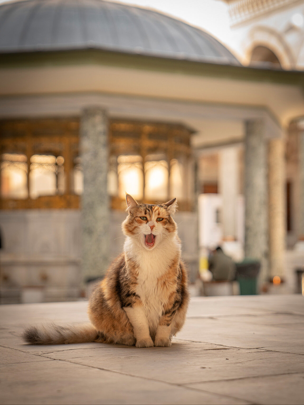 İstanbul'un patili dostlarını kadrajlayan Marcel Heijnen: Dünyanın kedi başkenti İstanbul - 3. Resim