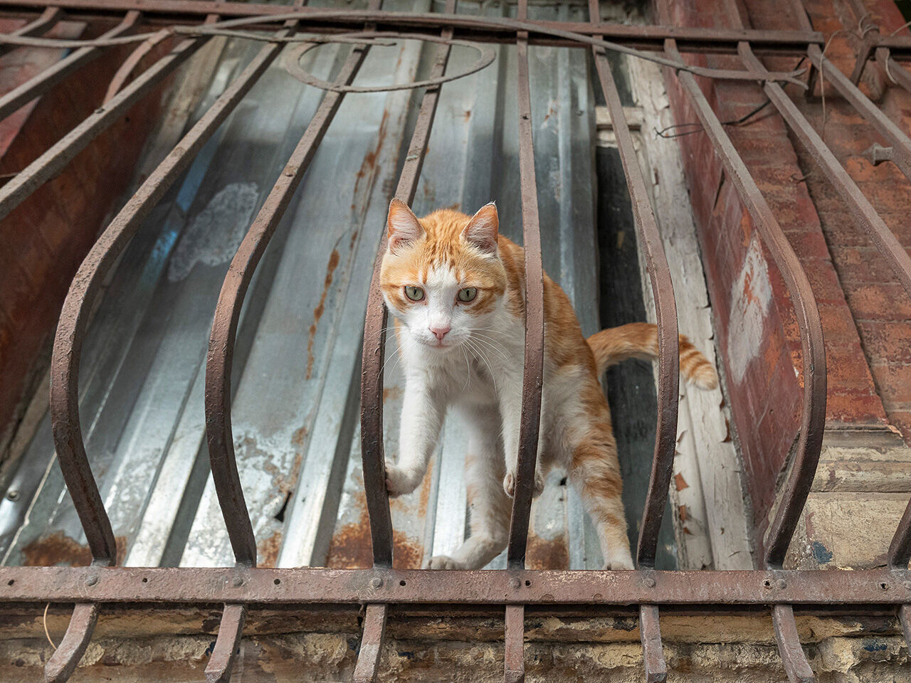 İstanbul'un patili dostlarını kadrajlayan Marcel Heijnen: Dünyanın kedi başkenti İstanbul - 7. Resim
