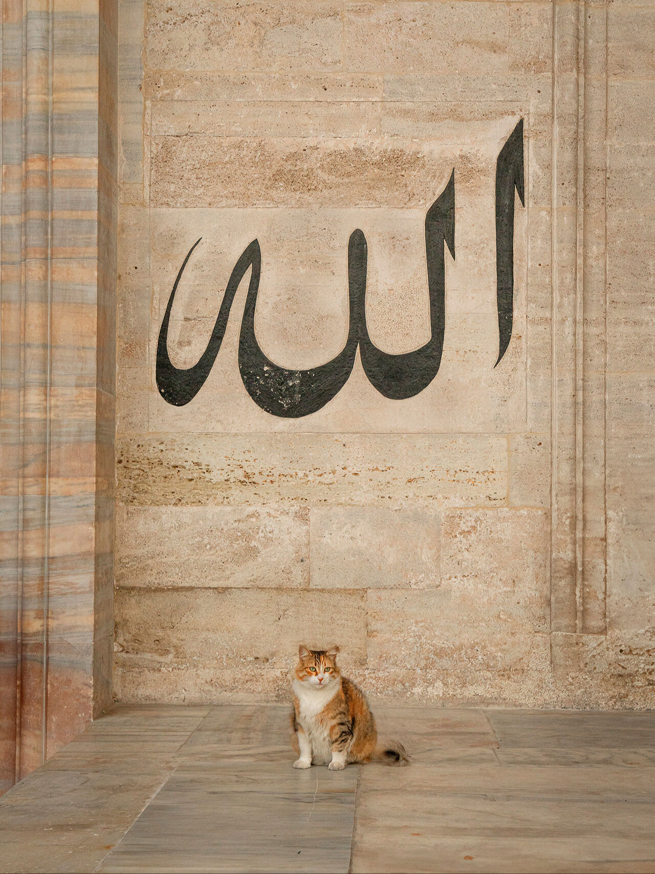 İstanbul'un patili dostlarını kadrajlayan Marcel Heijnen: Dünyanın kedi başkenti İstanbul - 4. Resim