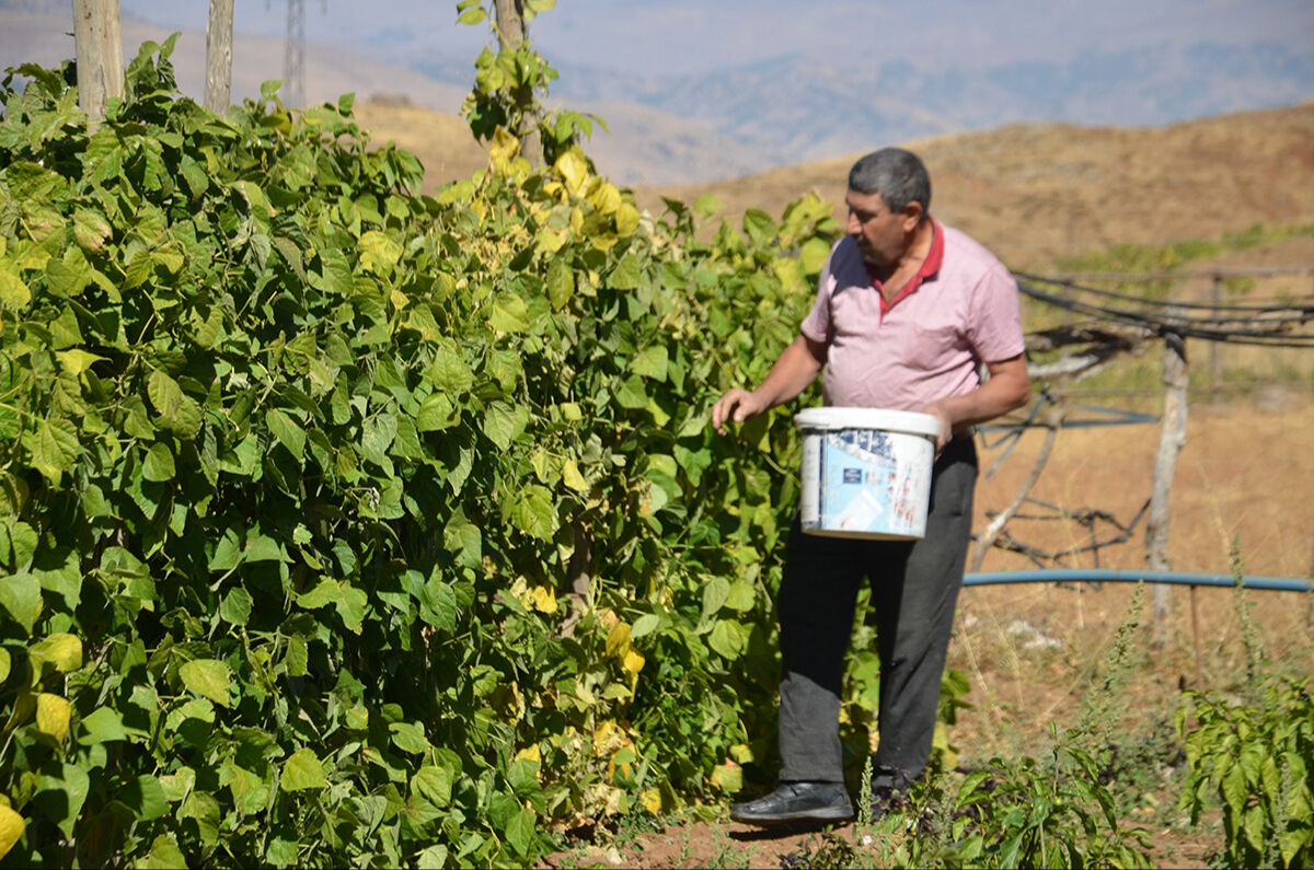 Köylerine döndüler, yetişmeyen ürünler yetişti: Muş'ta terörsüz bölgeler ihya oluyor - 3. Resim