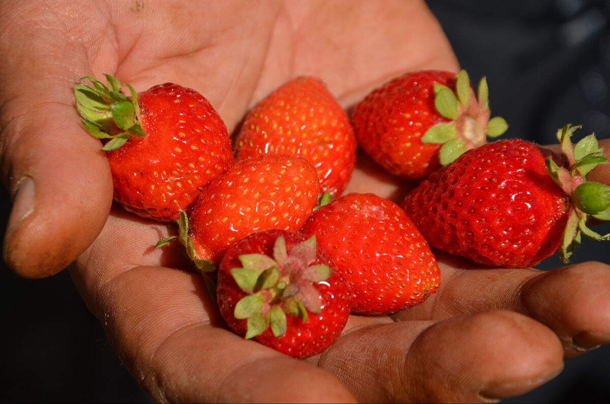 Köylerine döndüler, yetişmeyen ürünler yetişti: Muş'ta terörsüz bölgeler ihya oluyor - 6. Resim