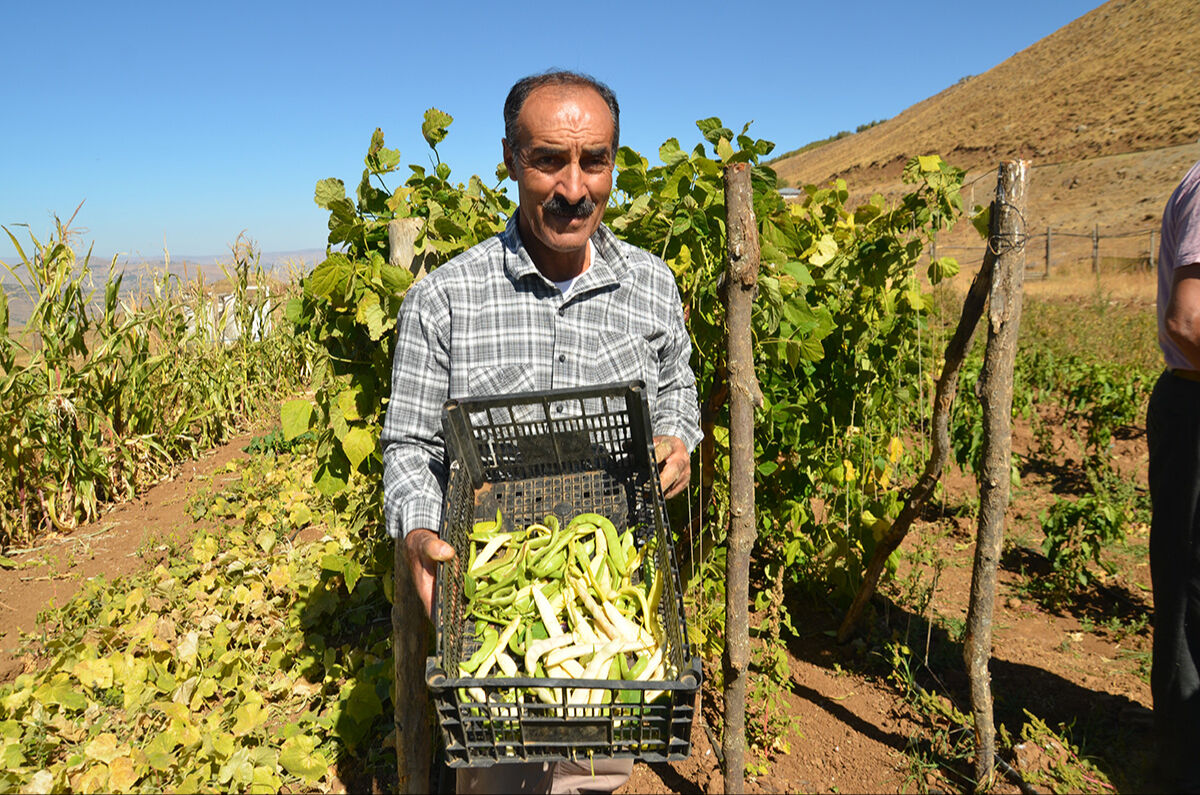 Köylerine döndüler, yetişmeyen ürünler yetişti: Muş'ta terörsüz bölgeler ihya oluyor - 2. Resim