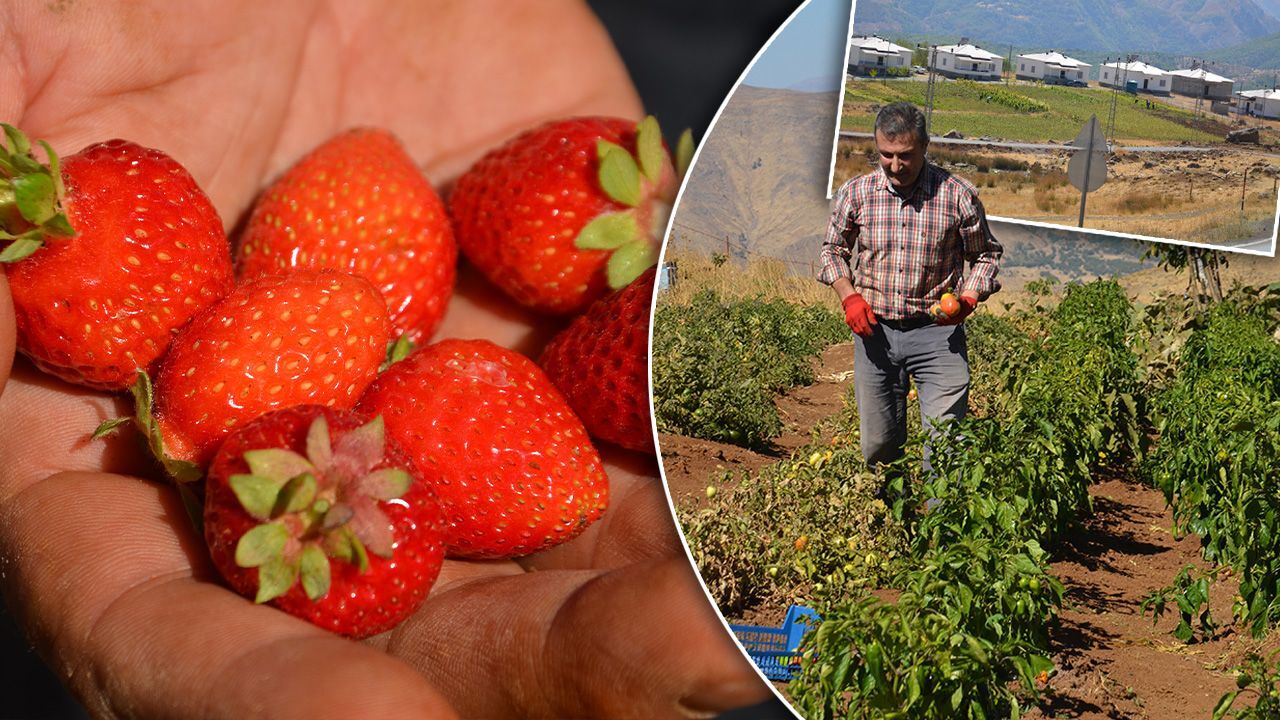 Köylerine döndüler, yetişmeyen ürünler yetişti: Muş'ta terörsüz bölgeler ihya oluyor