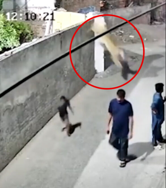 Tayland'da fenomenin evcil aslanı dehşet saçtı! Biri çocuk iki kişi yaralandı - 1. Resim