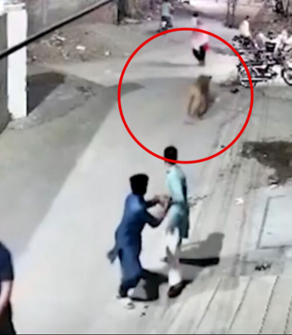 Tayland'da fenomenin evcil aslanı dehşet saçtı! Biri çocuk iki kişi yaralandı - 2. Resim