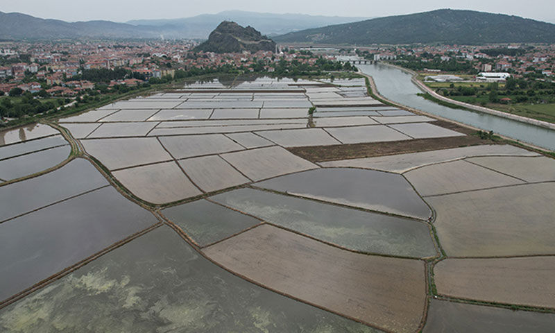 24 bin dekarda hasat mesaisi başladı: Kalitesiyle zirvede - 3. Resim