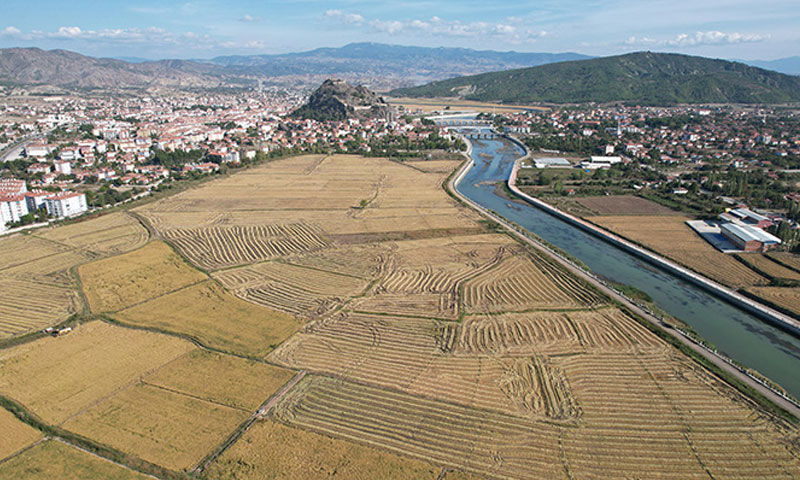 24 bin dekarda hasat mesaisi başladı: Kalitesiyle zirvede - 1. Resim