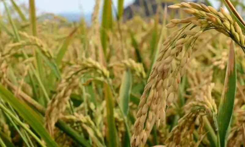 24 bin dekarda hasat mesaisi başladı: Kalitesiyle zirvede - 2. Resim