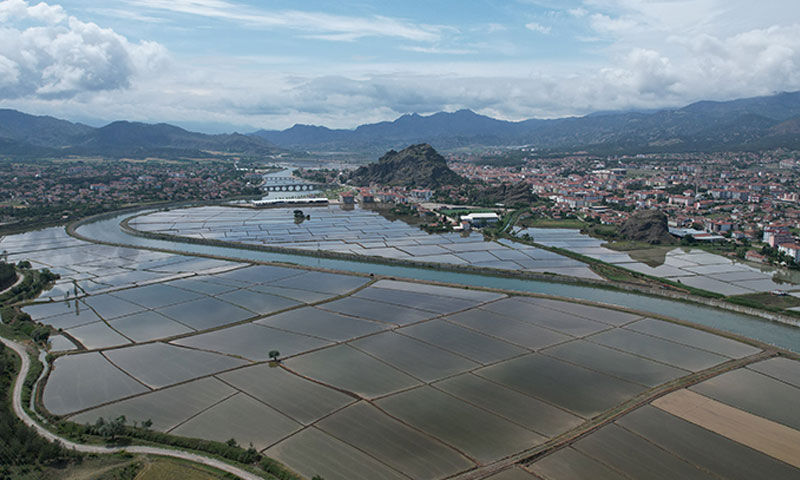 24 bin dekarda hasat mesaisi başladı: Kalitesiyle zirvede - 4. Resim
