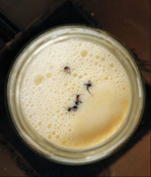 9 bin yıllık Anadolu geleneği... Görenler şaşkına döndü: Bu yoğurt 'karınca' ile mayalandı - 1. Resim