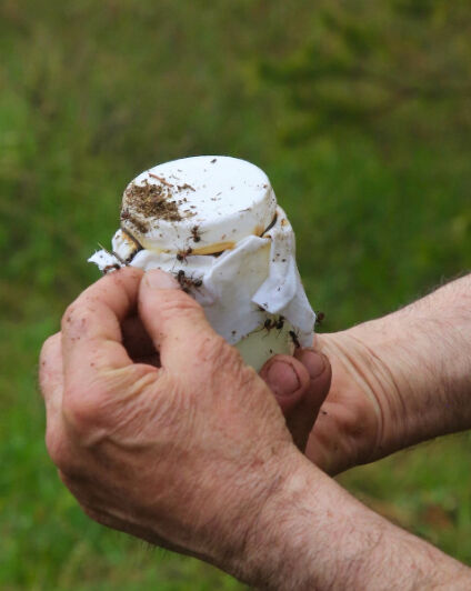 9 bin yıllık Anadolu geleneği... Görenler şaşkına döndü: Bu yoğurt 'karınca' ile mayalandı - 3. Resim