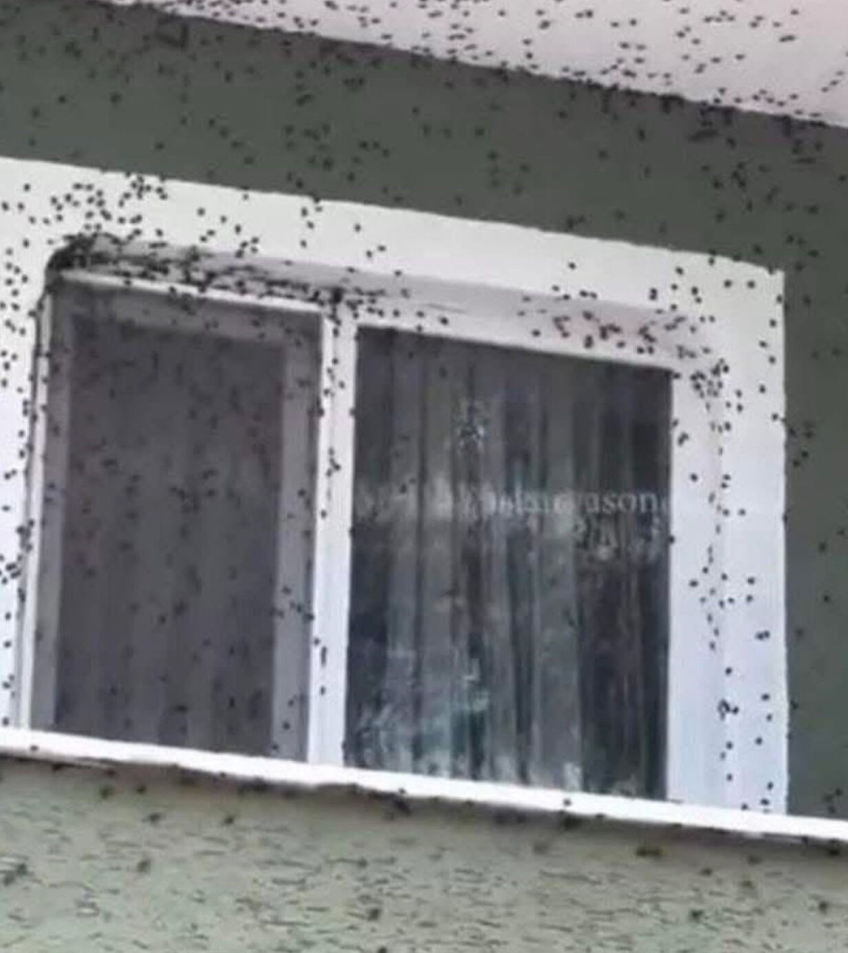 Karadeniz'in kabusu oldu! Ev ve araçları istila etti, vatandaşlar isyanda Karadeniz'in kabusu oldu! Ev ve araçları istila etti, vatandaşlar isyanda - 1. Resim
