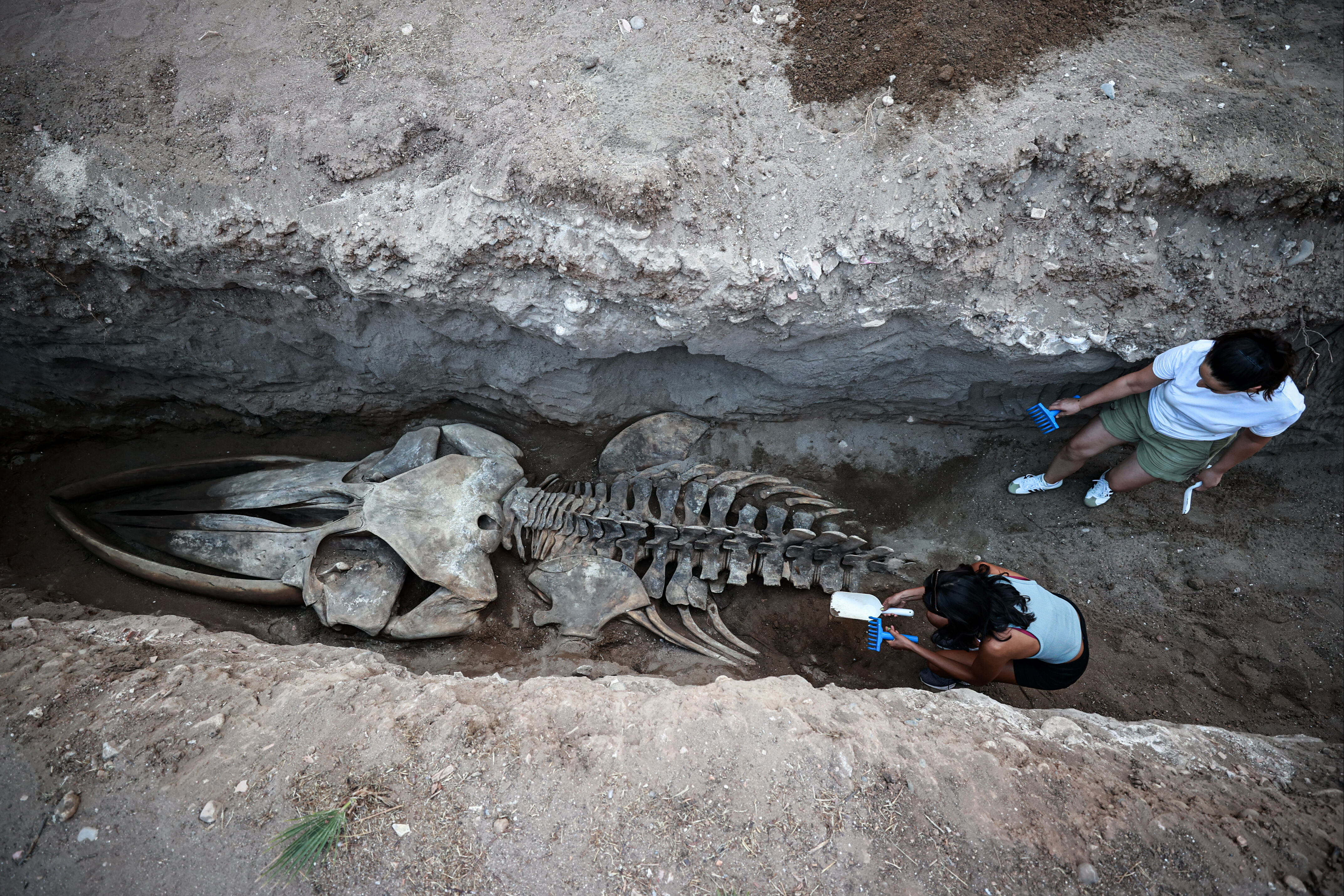 Mersin'de 14 metrelik Fin balinasının iskeleti ortaya çıkmaya başladı - 4. Resim