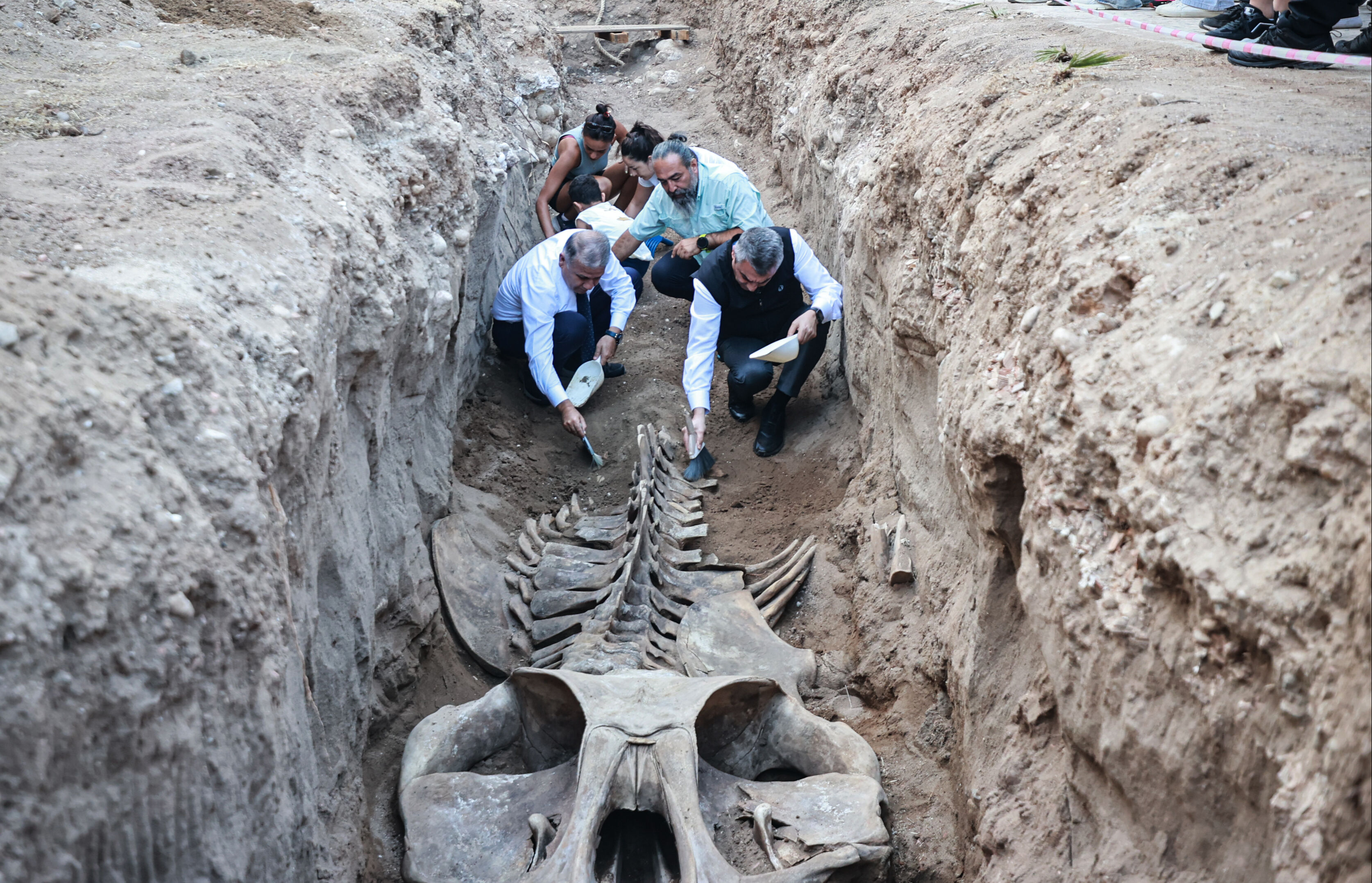 Mersin'de 14 metrelik Fin balinasının iskeleti ortaya çıkmaya başladı - 1. Resim