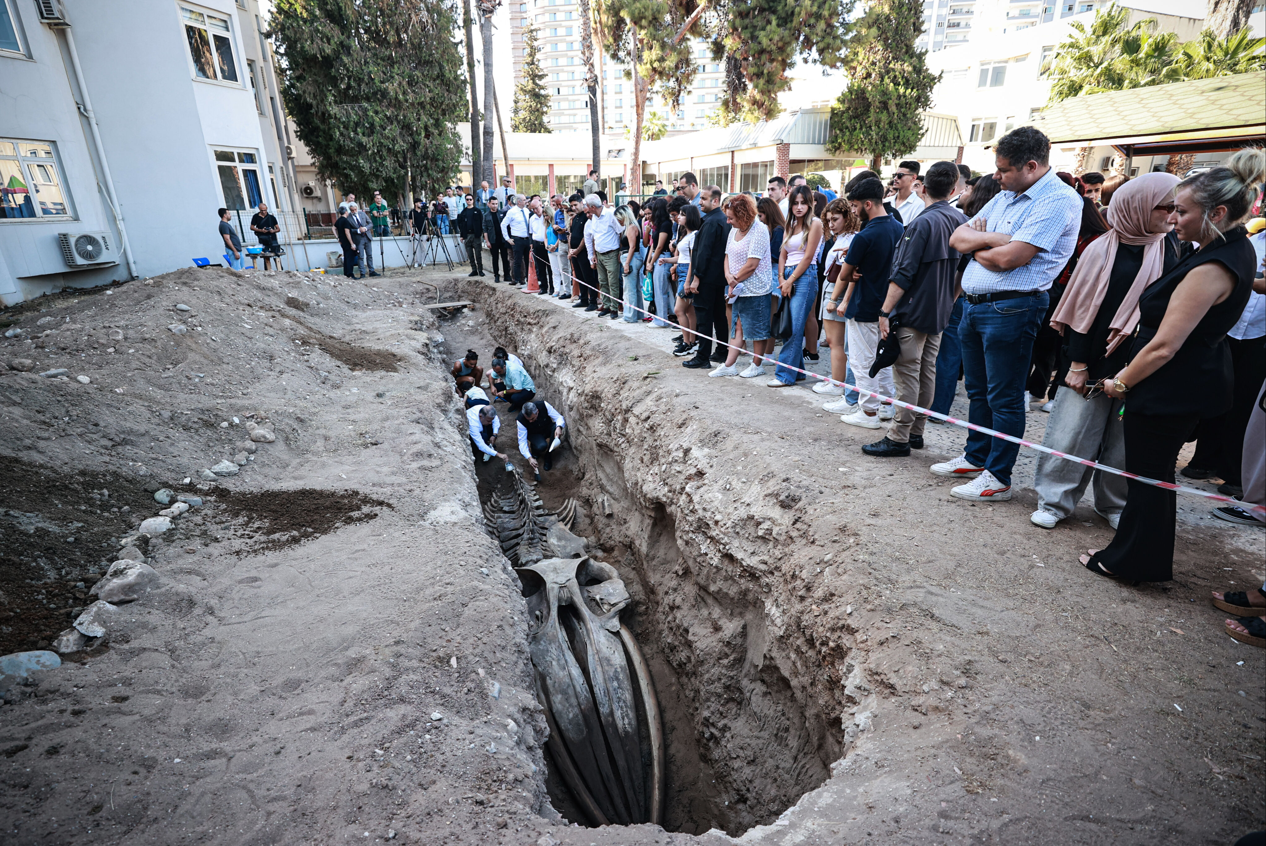 Mersin'de 14 metrelik Fin balinasının iskeleti ortaya çıkmaya başladı - 2. Resim