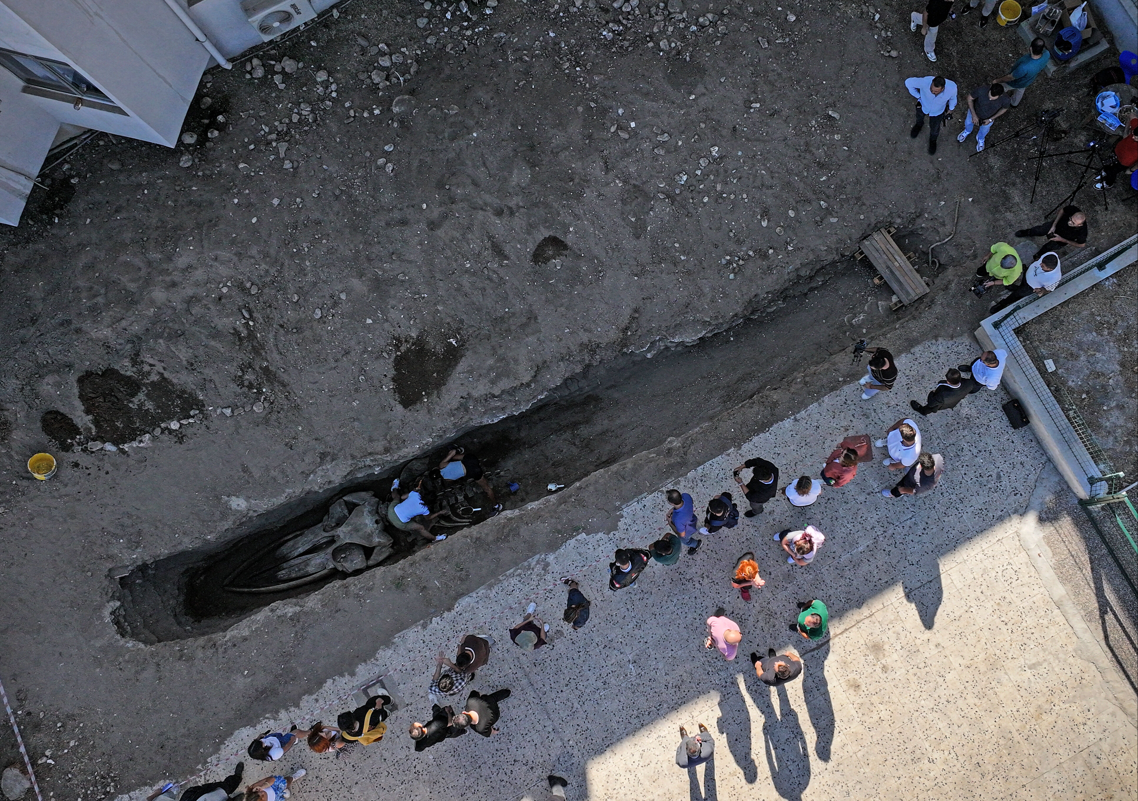 Mersin'de 14 metrelik Fin balinasının iskeleti ortaya çıkmaya başladı - 3. Resim