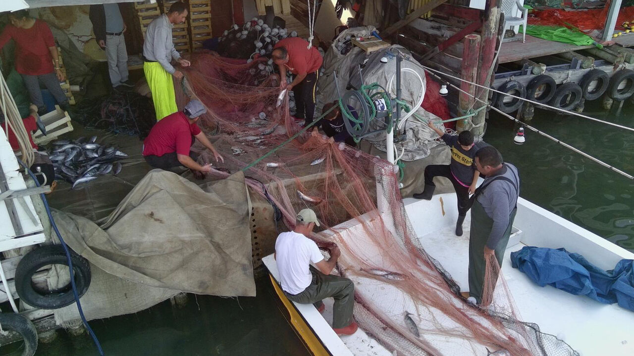 Sinop'ta balıkçının ağına adeta hazine takıldı!