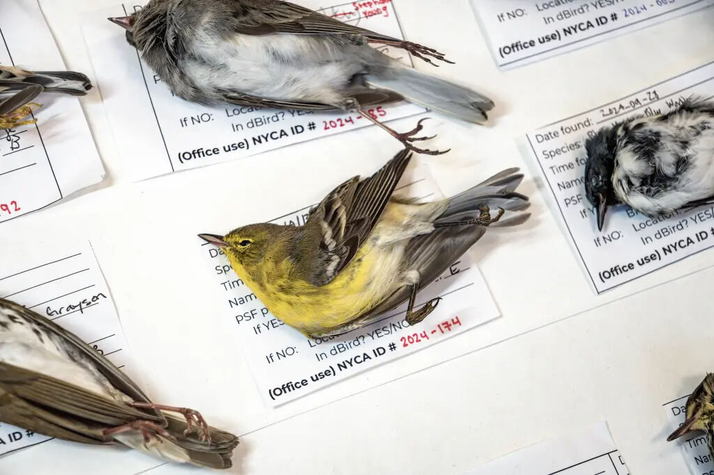 Bilim insanları uyardı: Kuşlar yönünü kaybetti! - 1. Resim