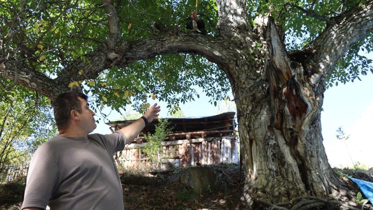 Yaşam