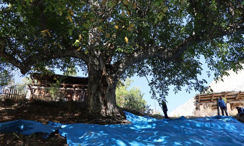 Geleneksel hasatla can buluyor: “İmamın Cevizi” 620 yıllık yaşıyla şaşırttı - 3. Resim