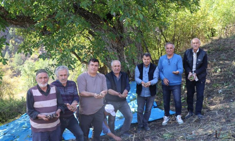Geleneksel hasatla can buluyor: “İmamın Cevizi” 620 yıllık yaşıyla şaşırttı - 1. Resim