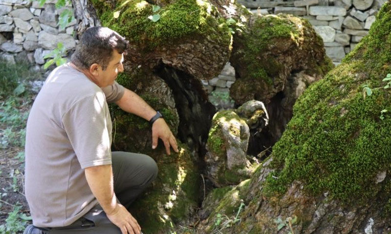 Geleneksel hasatla can buluyor: “İmamın Cevizi” 620 yıllık yaşıyla şaşırttı - 2. Resim