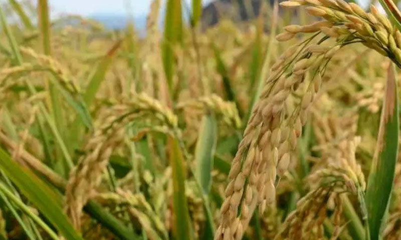 Toprağın bereketi devlet desteğiyle katlandı: Dekardan 700 kilo ürün alınıyor, kazancı da yüksek - 2. Resim