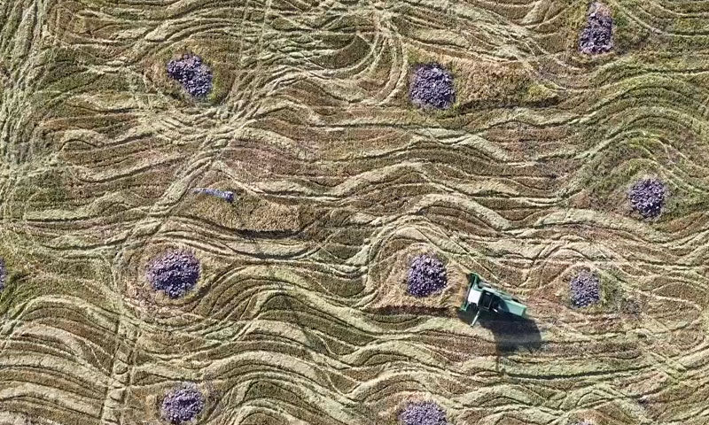 Toprağın bereketi devlet desteğiyle katlandı: Dekardan 700 kilo ürün alınıyor, kazancı da yüksek - 3. Resim