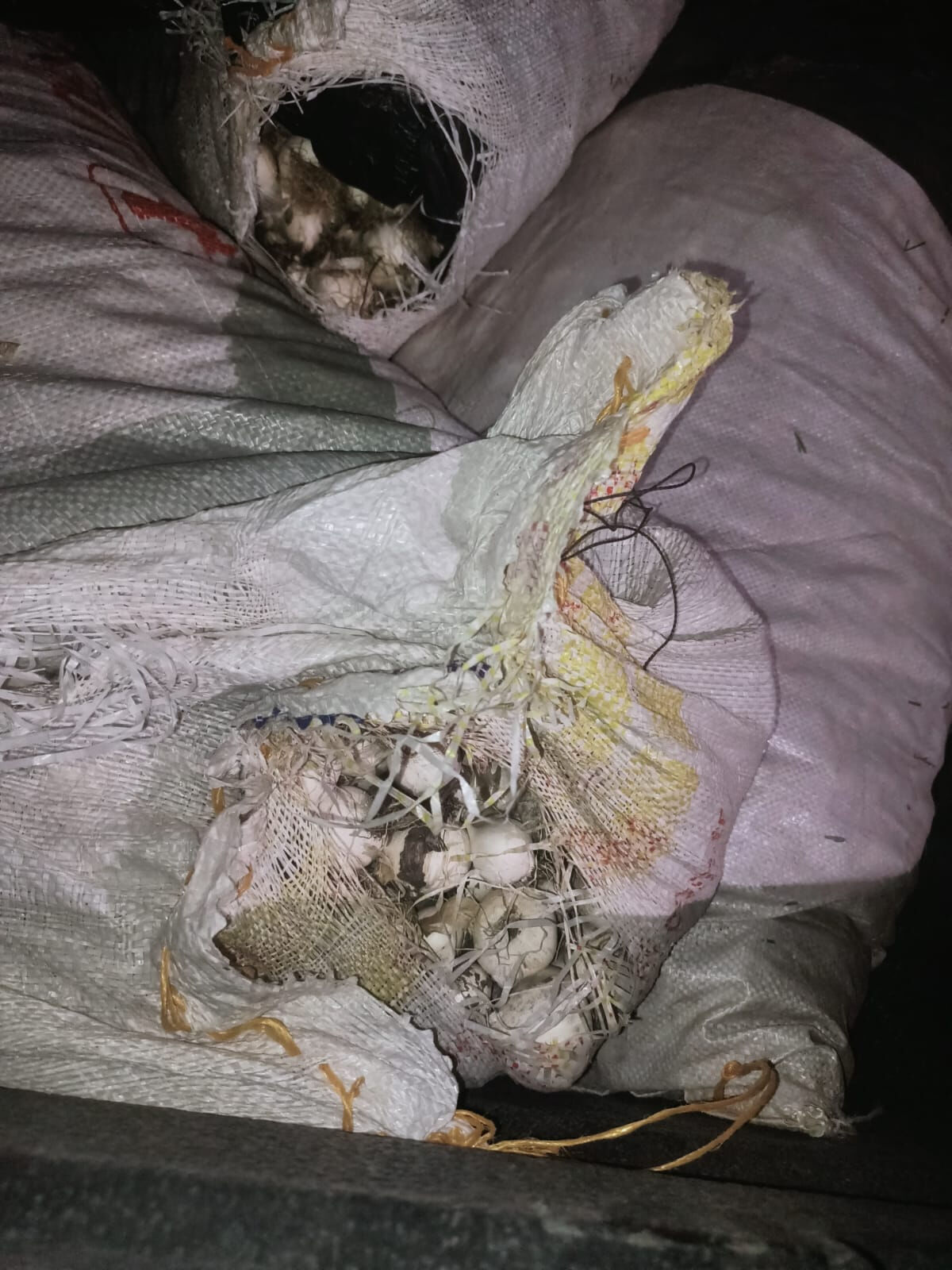 200 kilo topladı, 557 bin lira ceza yedi! Tunceli'de dikkat çeken dağ sarımsağı operasyonu - 3. Resim