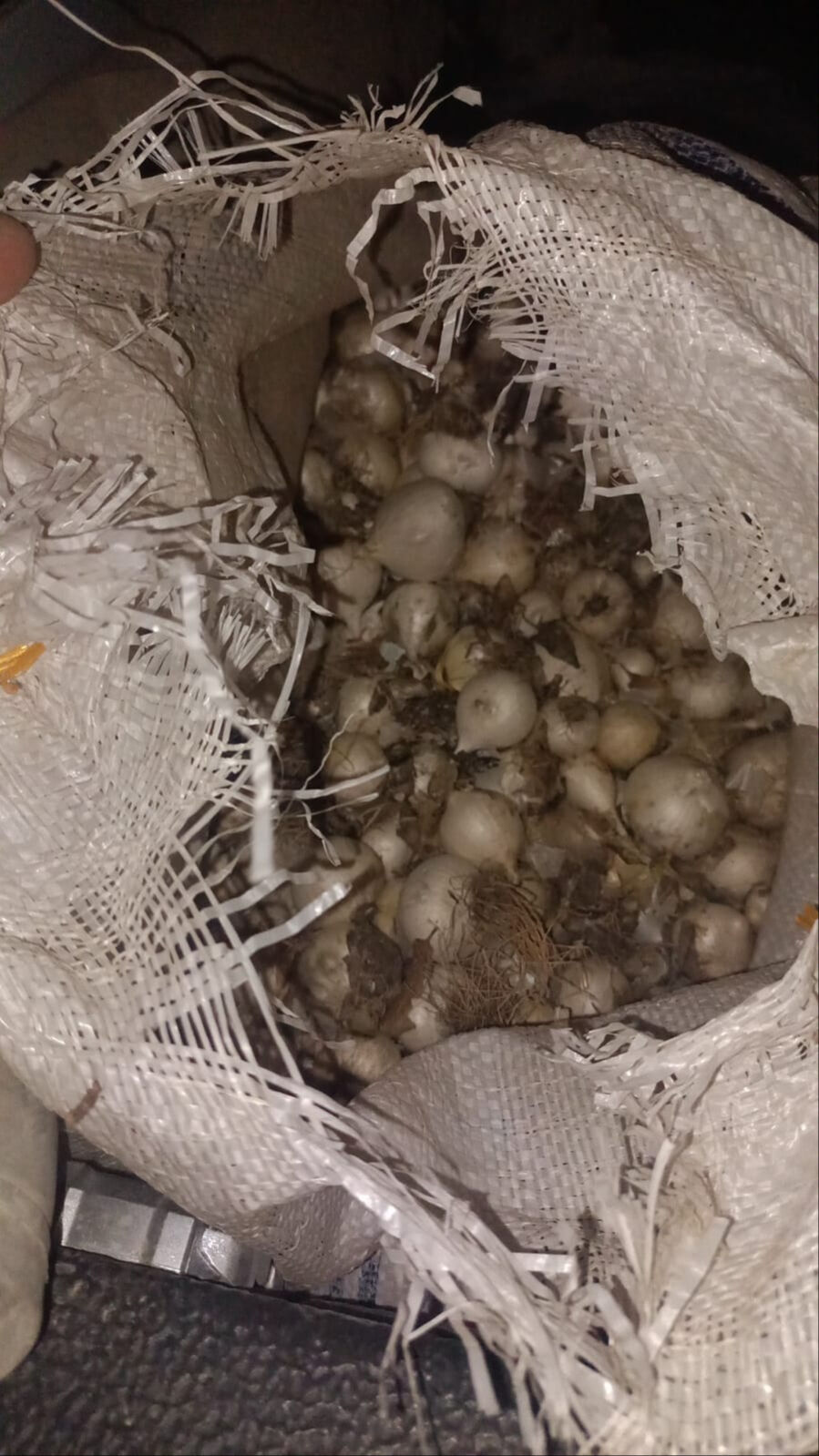 200 kilo topladı, 557 bin lira ceza yedi! Tunceli'de dikkat çeken dağ sarımsağı operasyonu - 1. Resim