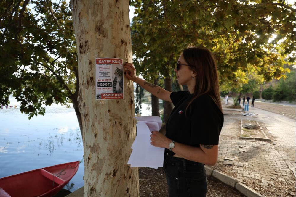 Bu kediyi bulana 100 bin TL nakit ödül! Sokak sokak dolaşıp her yerde onu arıyor - 1. Resim